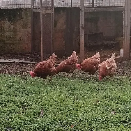 Hébergement de vacances La Casa Del Noce